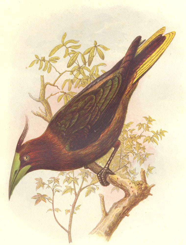 BIRDS. Raven. Starling. Waglers Cassicus c1870 old antique print picture